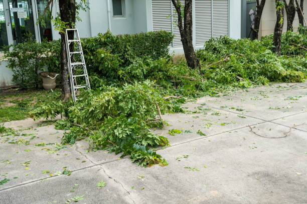 Reliable Pelican Bay, FL Tree Services Solutions